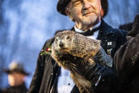 DÍA DE LA MARMOTA La marmota Phil predice cuánto durará el invierno