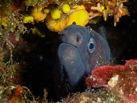 Free Moray Moray Eel Photos Pixabay