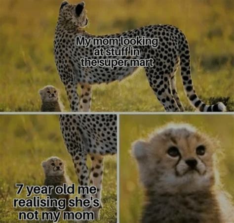 The best cheetah memes :) Memedroid