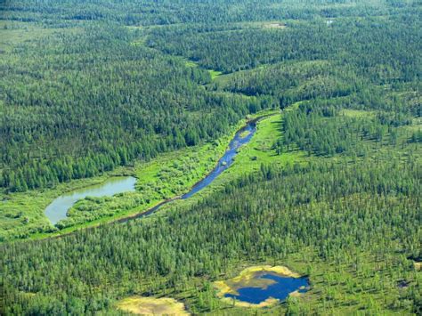Siberian Taiga - Aerial View Stock Photo - Image of aerial, russia: 319166