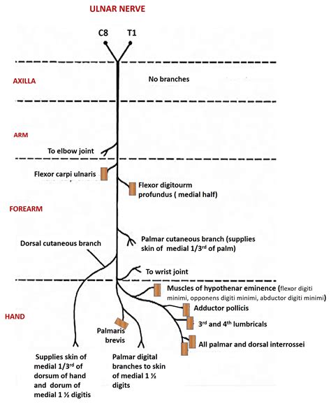 Ulnar Nerve – Anatomy QA