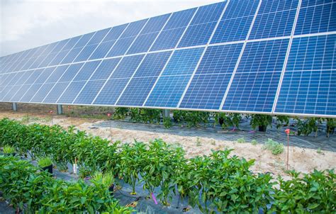 Agrovoltaics Agricultural Efficiency With Photovoltaic Solutions