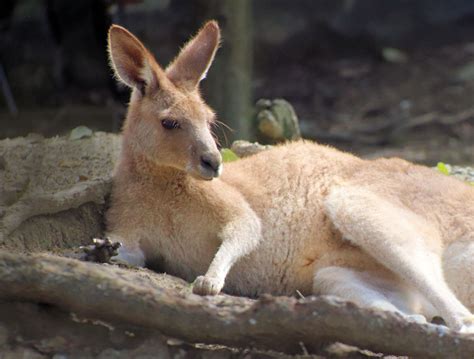 Fauna - I-Travel Blog