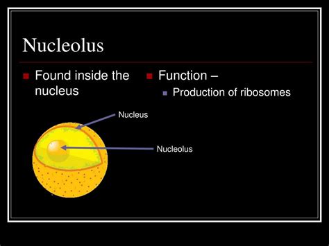 Ppt Structure And Function Of Cell Organelles Powerpoint Presentation Id6327772