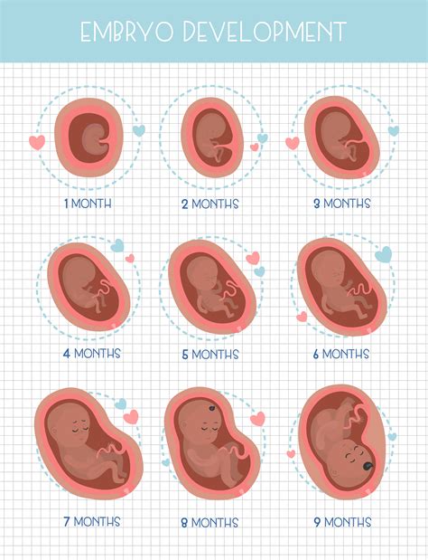 Pregnancy Stages Behance