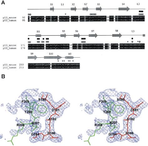 Figure 1 From Crystal Structure Of The Mouse P53 Core Dna Binding Domain At 27 Å Resolution