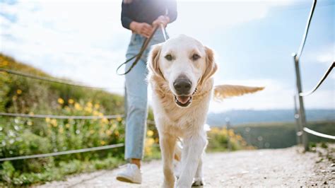 Consejos Para Pasear A Tu Perro En Verano Hogarmania