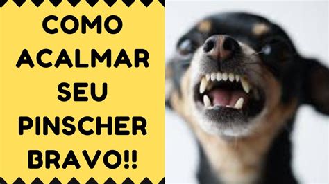 Como Acalmar Seu Pinscher Bravo Como Cuidar De Um Pinscher Bravo