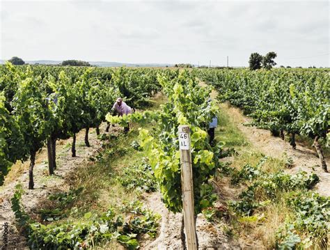 Quinta Da Lagoalva Visit Charrette Ride Portugal By Wine Wine