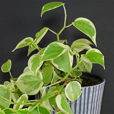 Peperomia Scandens Variegata