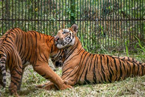 Madhya Pradesh | Veerangana Durgavati Tiger Reserve becomes Madhya Pradesh’s seventh protected ...