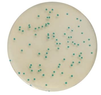 Chromogenic Cronobacter Isolation Agar CCI Bioneks