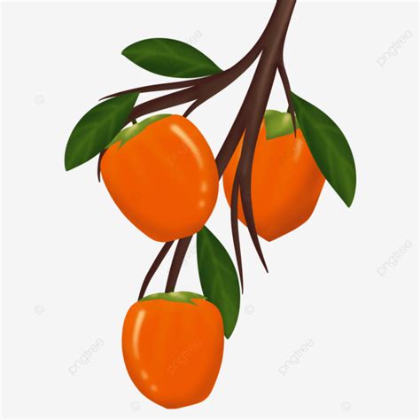 Korean Persimmon Fruit Hanging On Tree Brach Illustration Persimmon