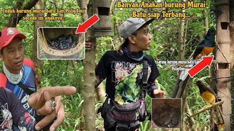 Apes Cari Sarang Burung Di Cegat Ular Berbisa Anak Burung Induk