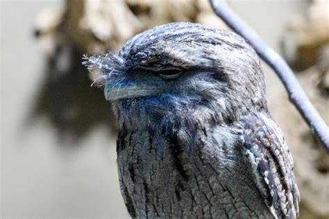 Tawny Frogmouth Zoochat