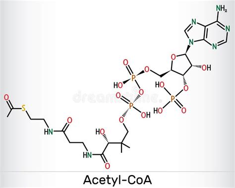 Acetyl Coa Acetyl Coenzyme A Molecule Structural Formula Vector