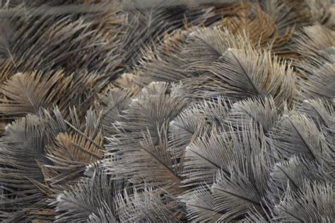 Ostrich Feather Stock Photos Pictures And Royalty Free Images Istock