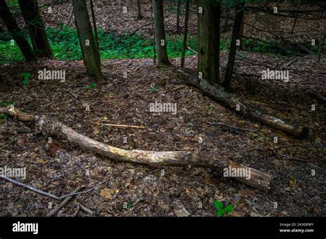 Chestnut Ridge Park Eternal Flame Falls Trail Stock Photo Alamy