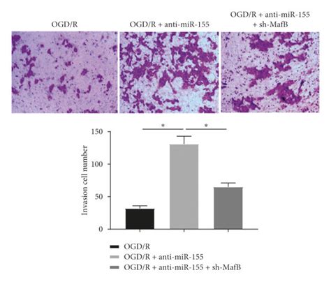 Mir 155 Downregulation Enhanced Viability Invasion And Migration Of