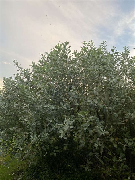 Orkney Willows