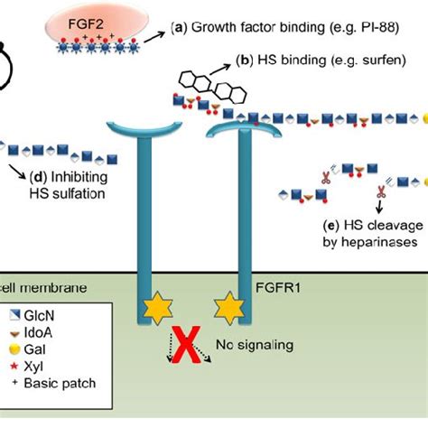 Heparan Sulfate Proteoglycans Hspgs In Angiogenesis Hspgs Interact