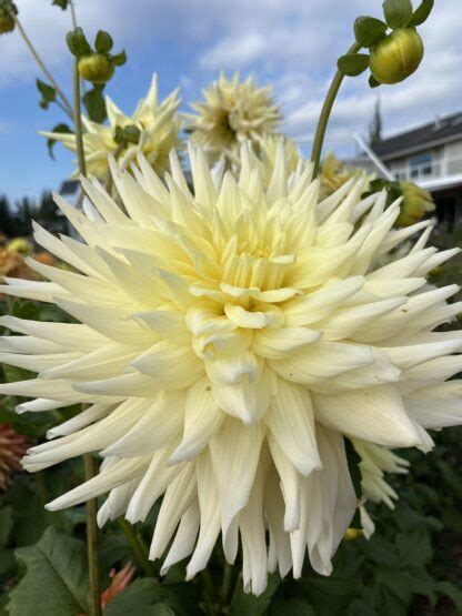 Ac Moonwalk Soaring Heart Dahlias