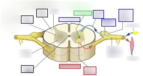 Spinal Cord Cross Section Diagram Unlabeled