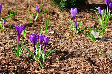 How To Master Winter Mulching In 9 Easy Steps A Green Hand