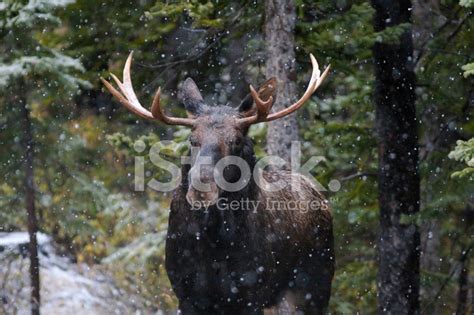 Bull Moose In Snow Fall Stock Photo | Royalty-Free | FreeImages