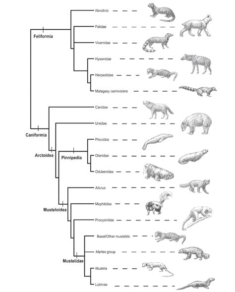 A Review Of Friar W Baraminologyclassification Of Created