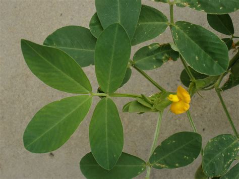 Arachis Hypogaea Fabaceae Image At Phytoimages Siu Edu