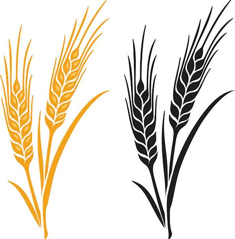 Wheat Illustrations Royalty Free Vector Graphics And Clip Art Istock
