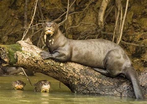 Tropical Rainforest The Amazon Jungle The Giant Otter An Endangered