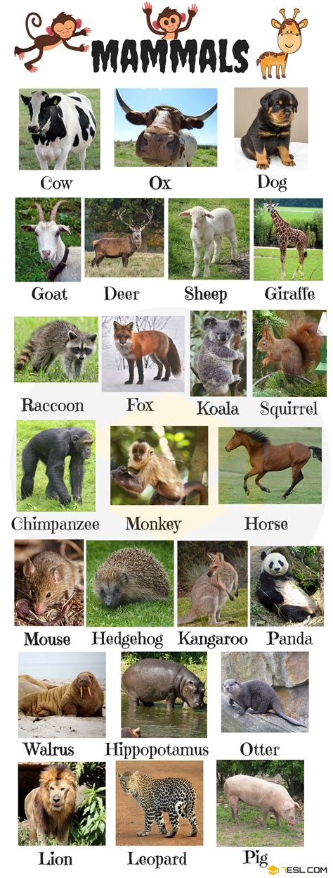 Animal Names Types Of Animals List Of Animals Animal Pictures