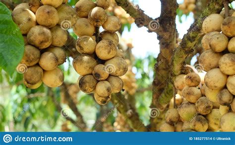 Lansium Parasiticum or Longkong on Tree Stock Photo - Image of season ...