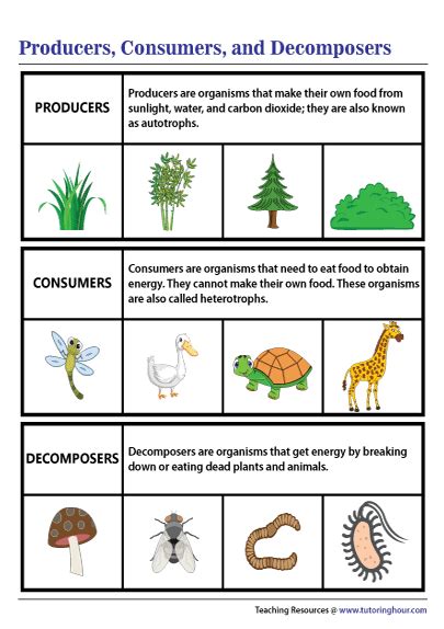 Producers Consumers And Decomposers Diagram