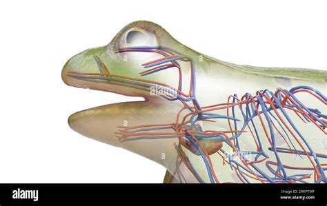 Frogs Cardiovascular System Illustration Stock Photo Alamy