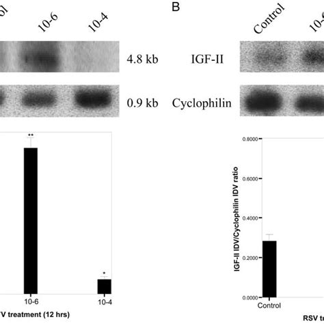 Western Blot Of IGF II A And B Secreted From T47D Cells Treated With