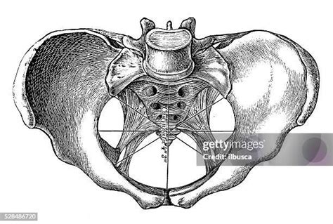 222 Female Pelvic Anatomy Stock Photos High Res Pictures And Images