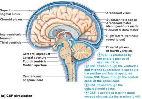 A P1 General Characteristics Of Nervous System Ch 11 12