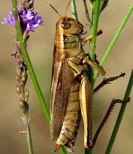 Grasshoppers And Their Human Qualities Grasshopper Insect