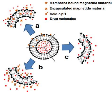 A Representation Of Clickable Drug Release From Magnetic PH Sensitive