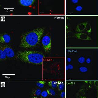 Confocal images of HeLa cells after 2 h of incubation with 1 μg ml of