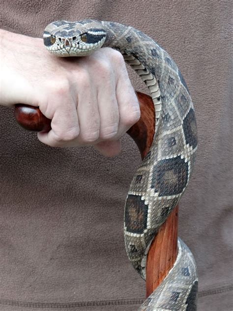 Rattlesnake Walking Cane Walking Canes Hand Carved Walking Sticks