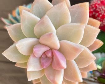 Graptopetalum Paraguayense ghost Plant Succulent 淡雪 Etsy