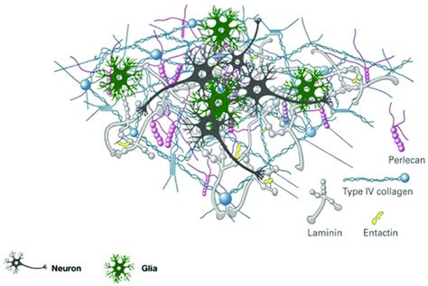 The Basal Lamina Network Is Depicted Schematically Both Laminin And