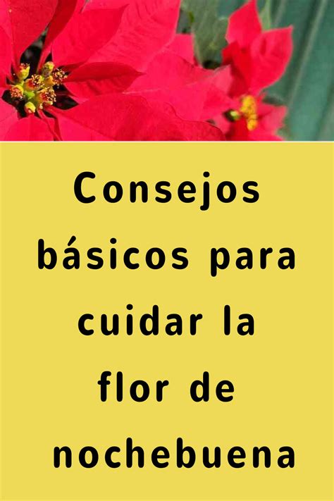 Consejos básicos para cuidar la flor de nochebuena