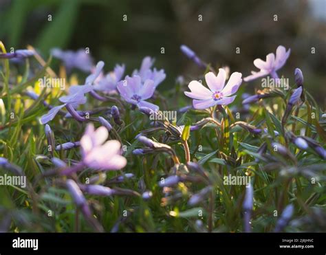 purple phlox flowers in the spring garden 3 Stock Photo - Alamy