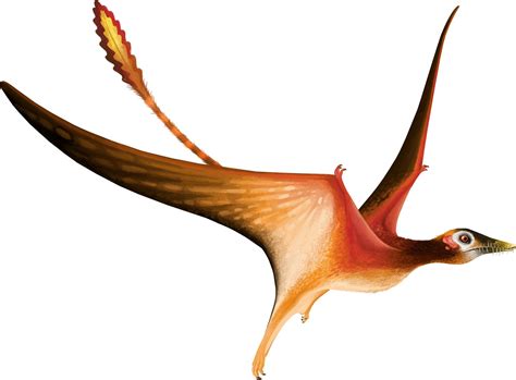 Fenghuangopterus Pteros Prehistoric Animals Paleo Art Prehistory