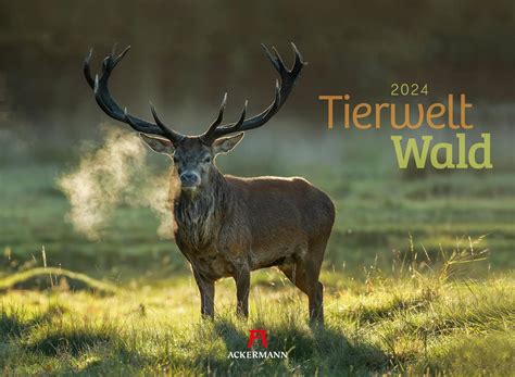 Tierwelt Wald Kalender 2024 Wandkalender Im Querformat 45x33 Cm